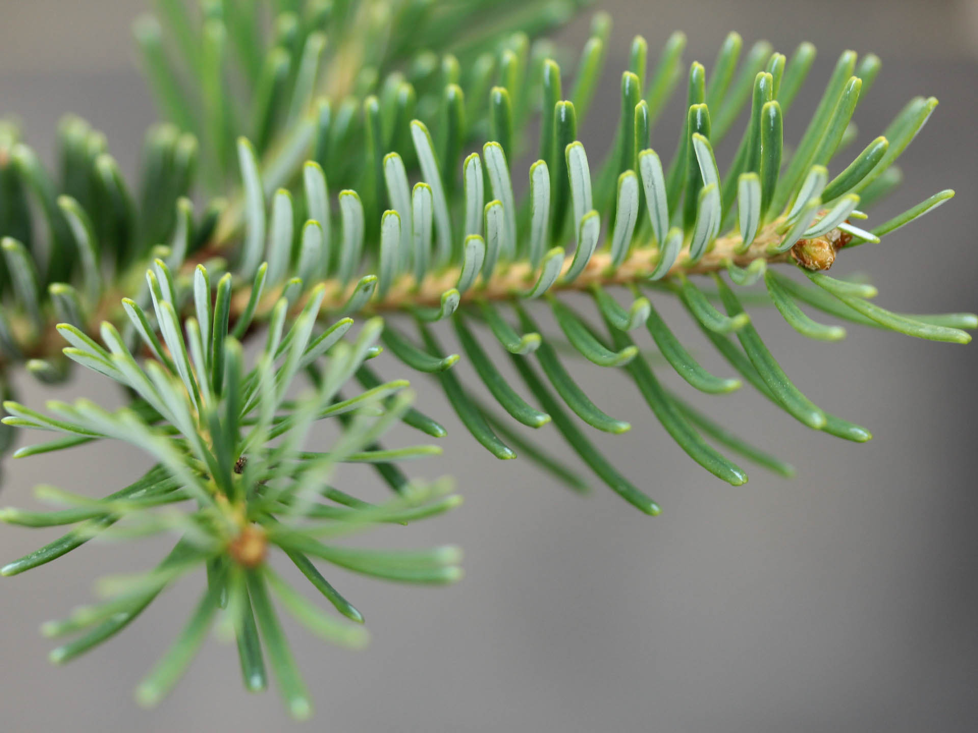 Abies koreana x lasiocarpa 